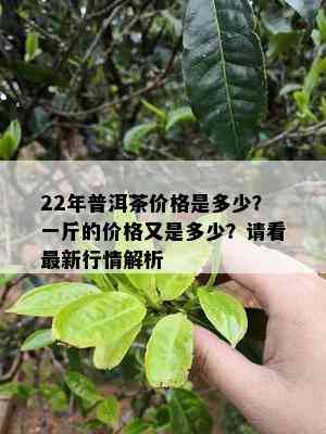 22年普洱茶价格是多少？一斤的价格又是多少？请看最新行情解析