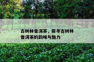 古树林普洱茶，探寻古树林普洱茶的韵味与魅力