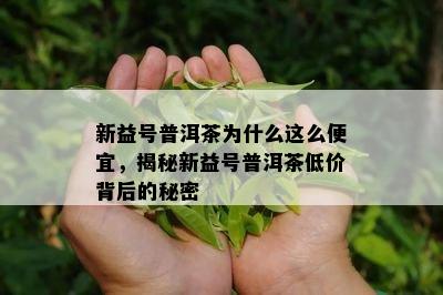 新益号普洱茶为什么这么便宜，揭秘新益号普洱茶低价背后的秘密