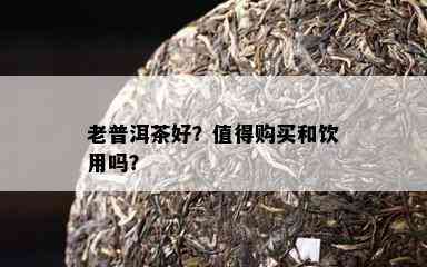 老普洱茶好？值得购买和饮用吗？