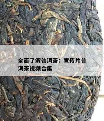 全面了解普洱茶：宣传片普洱茶视频合集