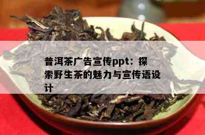 普洱茶广告宣传ppt：探索野生茶的魅力与宣传语设计