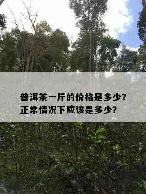 普洱茶一斤的价格是多少？正常情况下应是多少？