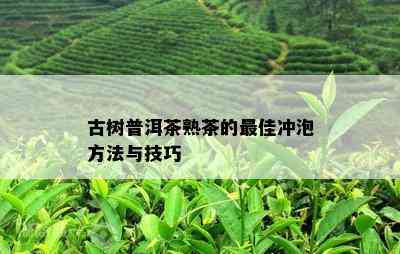 古树普洱茶熟茶的更佳冲泡方法与技巧