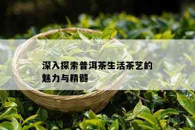 深入探索普洱茶生活茶艺的魅力与精髓