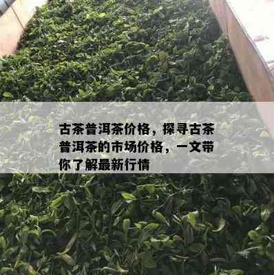 古茶普洱茶价格，探寻古茶普洱茶的市场价格，一文带你熟悉最新行情