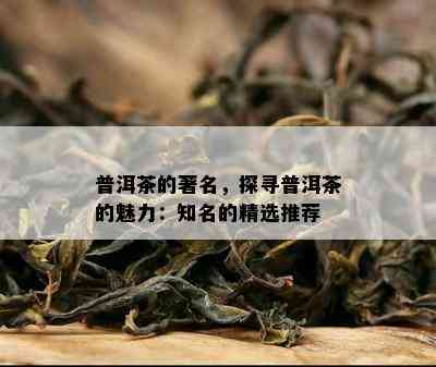 普洱茶的著名，探寻普洱茶的魅力：知名的精选推荐