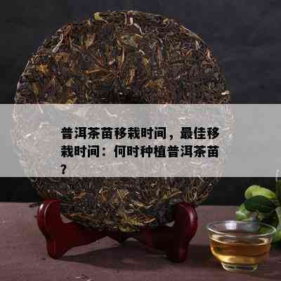 普洱茶苗移栽时间，更佳移栽时间：何时种植普洱茶苗？