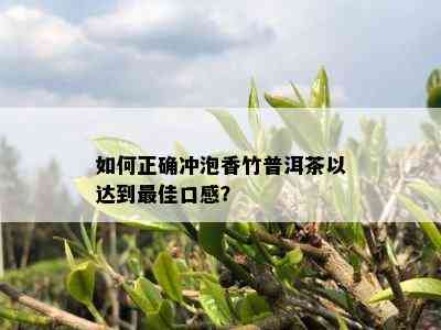 如何正确冲泡香竹普洱茶以达到更佳口感？