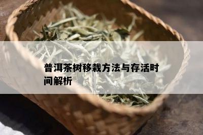 普洱茶树移栽方法与存活时间解析