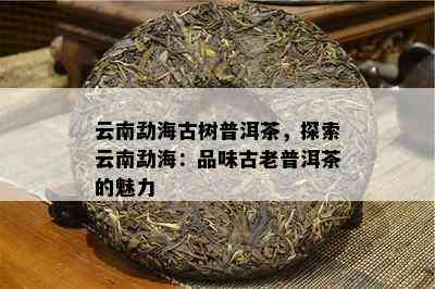 云南勐海古树普洱茶，探索云南勐海：品味古老普洱茶的魅力