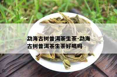 勐海古树普洱茶生荼-勐海古树普洱茶生荼好喝吗