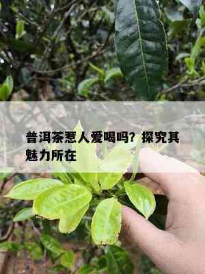 普洱茶惹人爱喝吗？探究其魅力所在