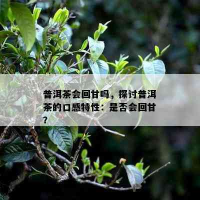 普洱茶会回甘吗，探讨普洱茶的口感特性：是否会回甘？