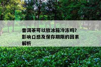 普洱茶可以放冰箱冷冻吗？影响口感及保存期限的因素解析