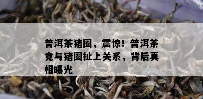 普洱茶猪圈，震惊！普洱茶竟与猪圈扯上关系，背后真相曝光