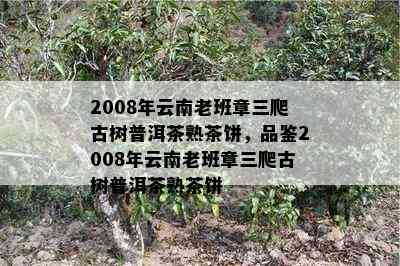 2008年云南老班章三爬古树普洱茶熟茶饼，品鉴2008年云南老班章三爬古树普洱茶熟茶饼