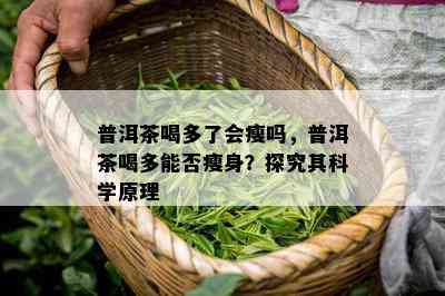 普洱茶喝多了会瘦吗，普洱茶喝多能否瘦身？探究其科学原理