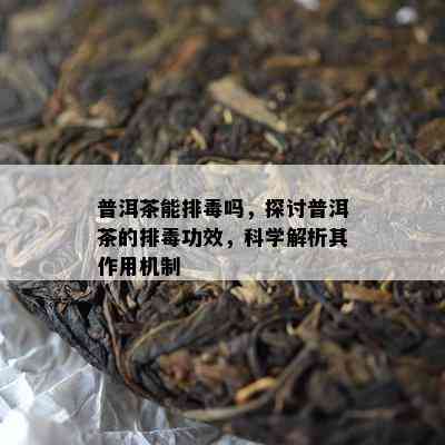 普洱茶能排吗，探讨普洱茶的排功效，科学解析其作用机制