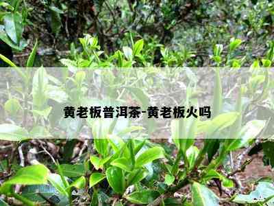 黄老板普洱茶-黄老板火吗