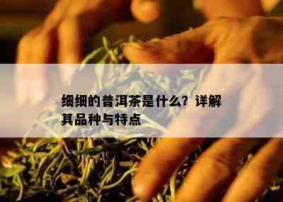 细细的普洱茶是什么？详解其品种与特点