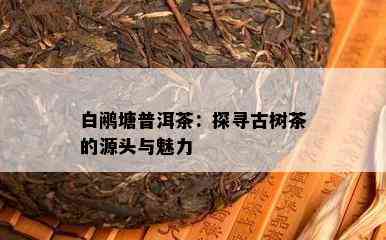 白鹇塘普洱茶：探寻古树茶的源头与魅力