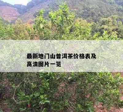 最新地门山普洱茶价格表及高清图片一览