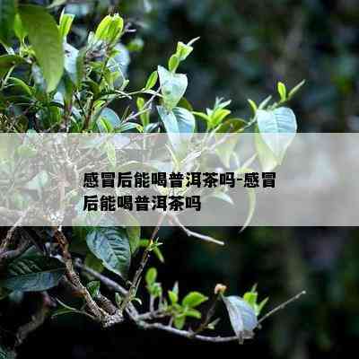 感冒后能喝普洱茶吗-感冒后能喝普洱茶吗