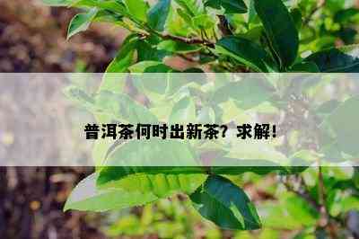 普洱茶何时出新茶？求解！