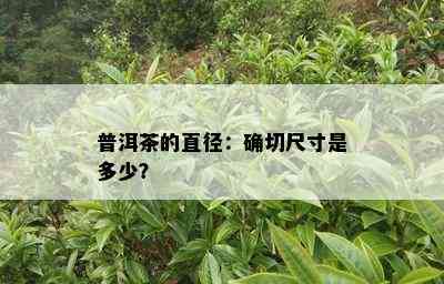 普洱茶的直径：确切尺寸是多少？