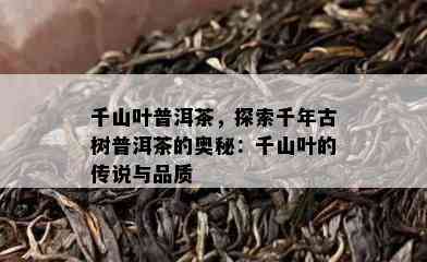 千山叶普洱茶，探索千年古树普洱茶的奥秘：千山叶的传说与品质