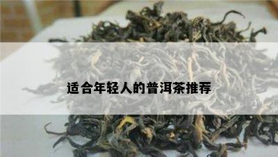 适合年轻人的普洱茶推荐