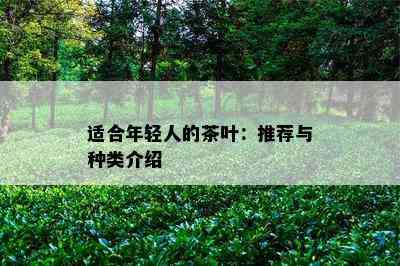 适合年轻人的茶叶：推荐与种类介绍