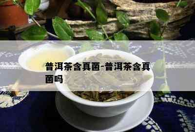 普洱茶含真菌-普洱茶含真菌吗