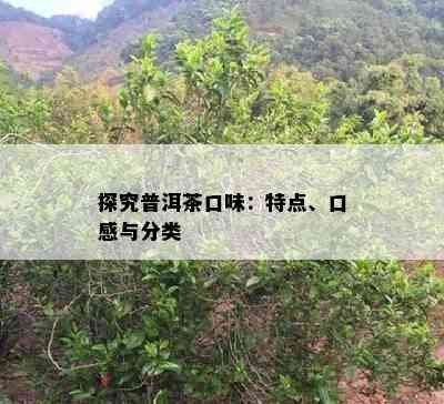 探究普洱茶口味：特点、口感与分类