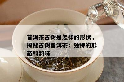 普洱茶古树是怎样的形状，探秘古树普洱茶：特别的形态和韵味