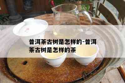 普洱茶古树是怎样的-普洱茶古树是怎样的茶