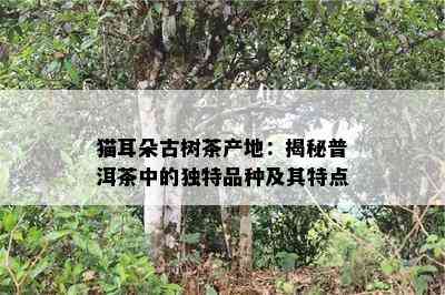 猫耳朵古树茶产地：揭秘普洱茶中的特别品种及其特点