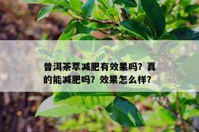 普洱茶萃减肥有效果吗？真的能减肥吗？效果怎么样？