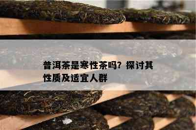 普洱茶是寒性茶吗？探讨其性质及适宜人群