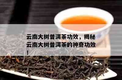 云南大树普洱茶功效，揭秘云南大树普洱茶的神奇功效！