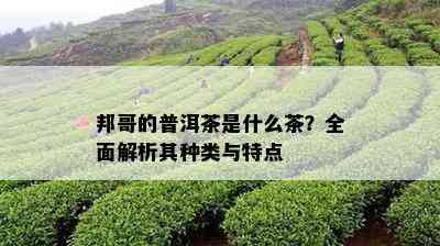 邦哥的普洱茶是什么茶？全面解析其种类与特点