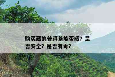 购买藏的普洱茶能否晒？是不是安全？是不是有？