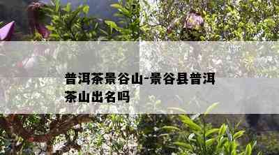 普洱茶景谷山-景谷县普洱茶山出名吗