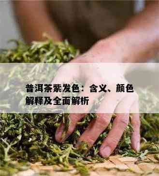 普洱茶紫发色：含义、颜色解释及全面解析