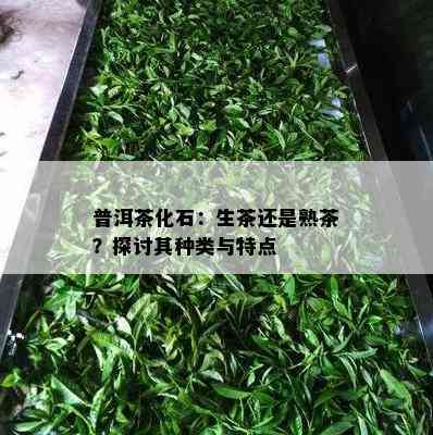 普洱茶化石：生茶还是熟茶？探讨其种类与特点