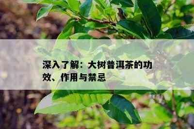 深入熟悉：大树普洱茶的功效、作用与禁忌