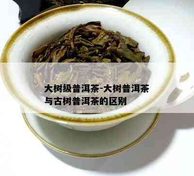 大树级普洱茶-大树普洱茶与古树普洱茶的区别