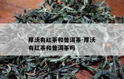 厚沃有红茶和普洱茶-厚沃有红茶和普洱茶吗