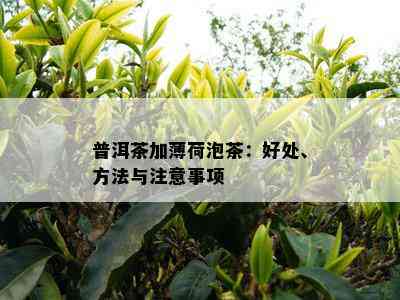 普洱茶加薄荷泡茶：好处、方法与留意事项